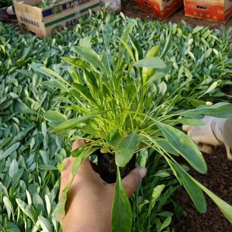 <a href='http://m.zishuwang.com.cn/caohuazhongzi/1568.html' target='_blank'>金雞菊</a>