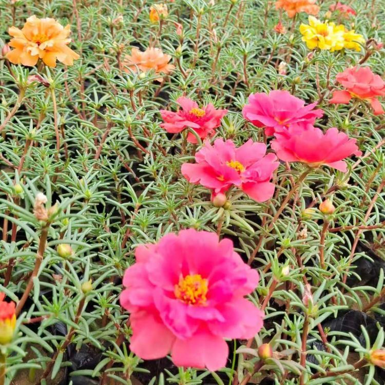 <a href='http://m.zishuwang.com.cn/caohuazhongzi/16045.html' target='_blank'>太陽花</a>