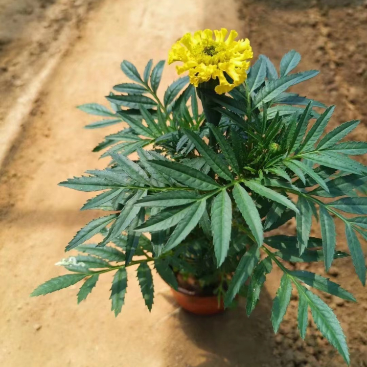 <a href='http://m.zishuwang.com.cn/caohuazhongzi/1631.html' target='_blank'>萬壽菊</a>