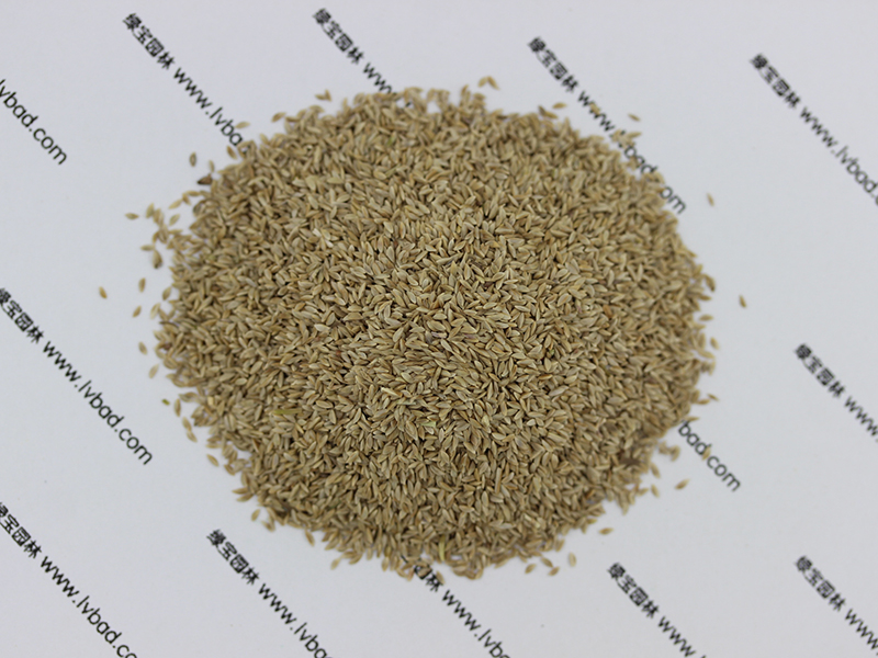 狗牙根<a href='http://m.zishuwang.com.cn/' target='_blank'>種子</a>圖片