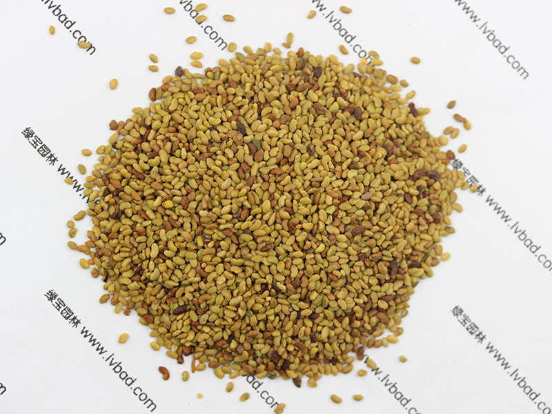 紫花<a href='http://m.zishuwang.com.cn/mucaozhongzi/5.html' target='_blank'>苜蓿</a><a href='http://m.zishuwang.com.cn/' target='_blank'>種子</a>