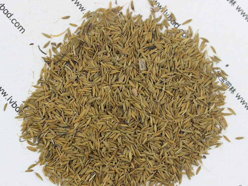 <a href='http://m.zishuwang.com.cn/caohuazhongzi/1607.html' target='_blank'>蒲公英種子</a>