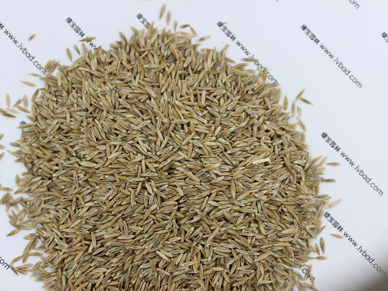 <a href='http://m.zishuwang.com.cn/caopingzhongzi/1667.html' target='_blank'>高羊茅</a><a href='http://m.zishuwang.com.cn/' target='_blank'>種子</a>
