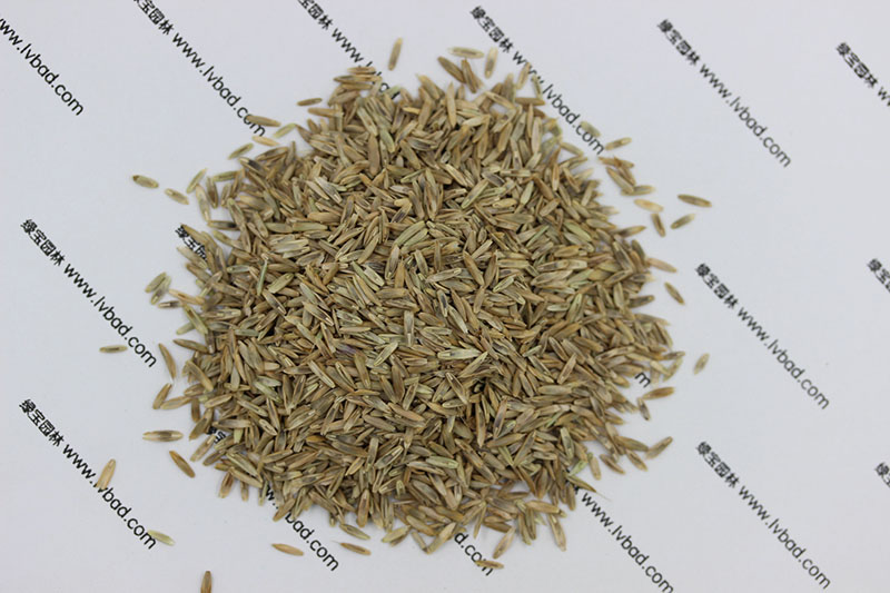 <a href='http://m.zishuwang.com.cn/caopingzhongzi/1666.html' target='_blank'>多年生黑麥草種子</a>