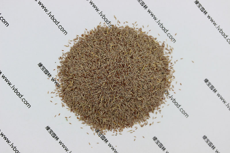 <a href='http://m.zishuwang.com.cn/caopingzhongzi/1670.html' target='_blank'>剪股穎種子</a>