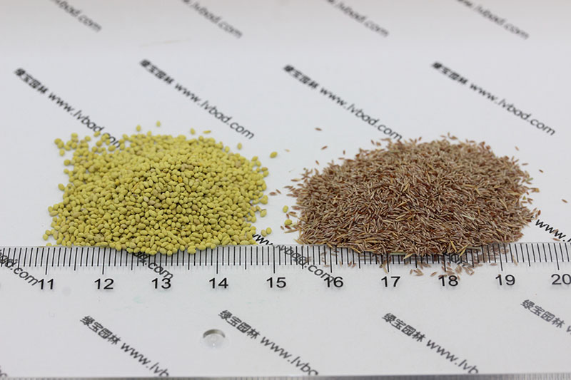 剪股穎包衣<a href='http://m.zishuwang.com.cn/' target='_blank'>種子</a>和剪股穎原種對比