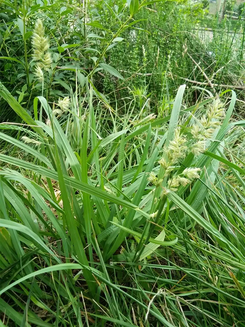 <a href='http://m.zishuwang.com.cn/mucaozhongzi/8.html' target='_blank'>鴨茅草</a>葉子和穗