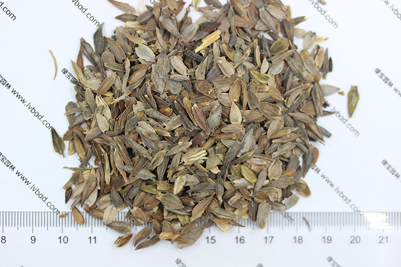 <a href='http://m.zishuwang.com.cn/caohuazhongzi/1020.html' target='_blank'>百日草種子</a>