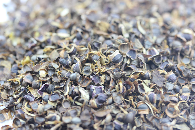 金雞菊<a href='http://m.zishuwang.com.cn/' target='_blank'>種子</a>