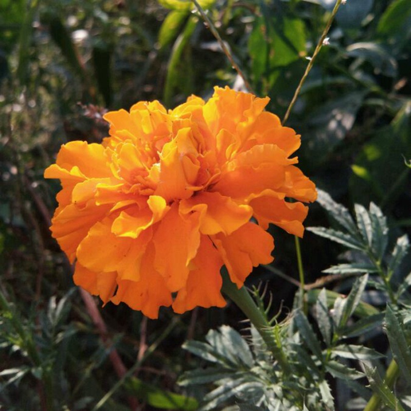 <a href='http://m.zishuwang.com.cn/caohuazhongzi/1631.html' target='_blank'>萬壽菊</a>