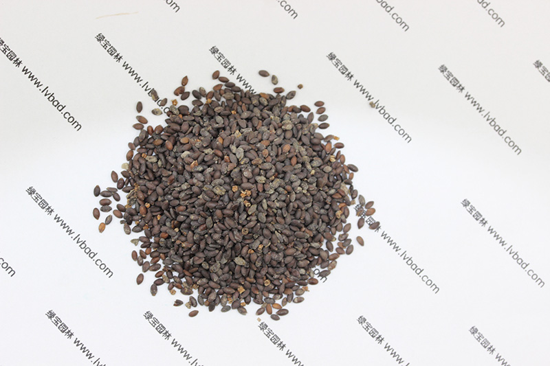 <a href='http://m.zishuwang.com.cn/caohuazhongzi/1626.html' target='_blank'>鼠尾草種子</a>