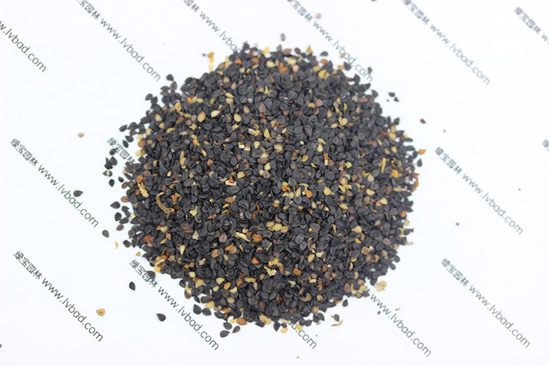 <a href='http://m.zishuwang.com.cn/caohuazhongzi/97045.html' target='_blank'>石竹</a><a href='http://m.zishuwang.com.cn/' target='_blank'>種子</a>