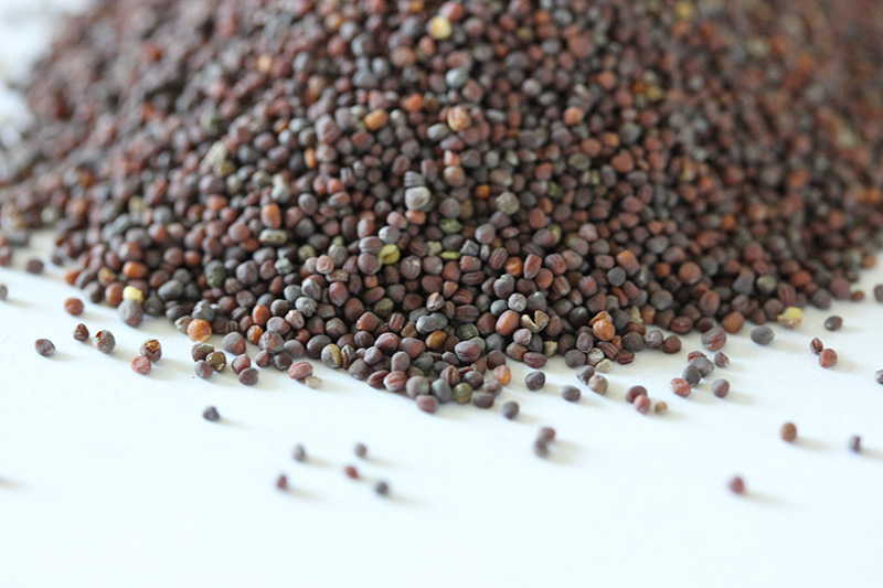 油菜<a href='http://m.zishuwang.com.cn/' target='_blank'>種子</a>