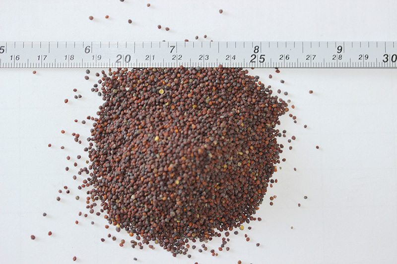 <a href='http://m.zishuwang.com.cn/caohuazhongzi/17855.html' target='_blank'>油菜種子</a>