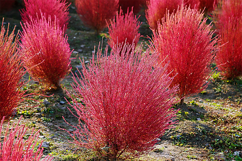 <a href='http://m.zishuwang.com.cn/caohuazhongzi/16600.html' target='_blank'>紅葉地膚</a>植株圖片