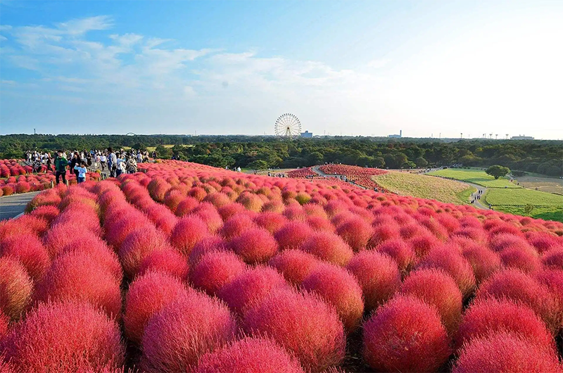 紅葉<a href='http://m.zishuwang.com.cn/caohuazhongzi/1041.html' target='_blank'>地膚</a>植株圖片