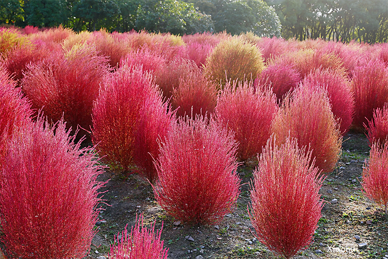 <a href='http://m.zishuwang.com.cn/caohuazhongzi/16600.html' target='_blank'>紅葉地膚</a>植株圖片