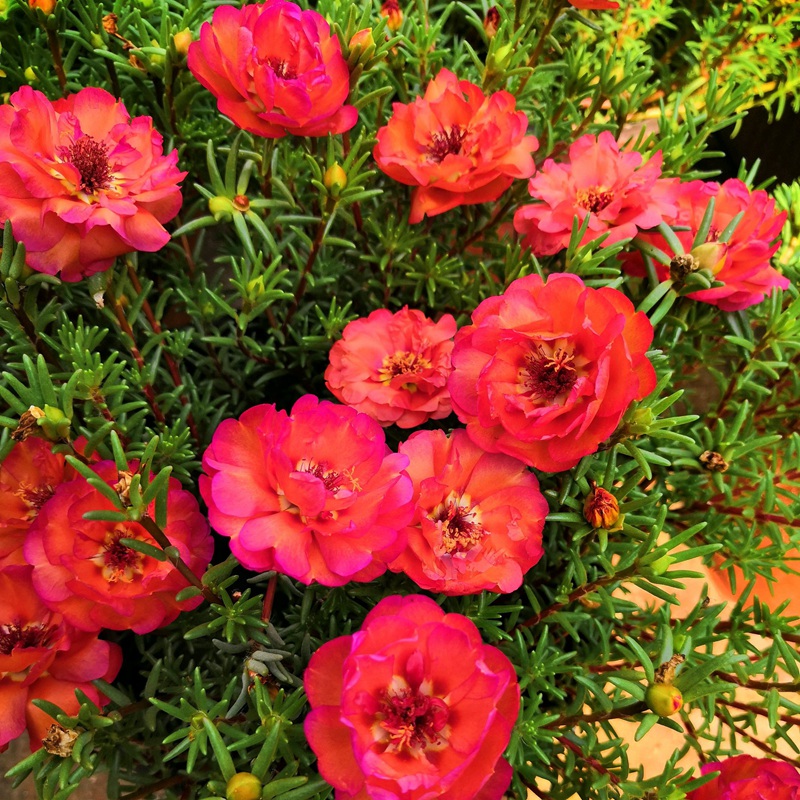 <a href='http://m.zishuwang.com.cn/caohuazhongzi/16045.html' target='_blank'>太陽(yáng)花種子</a>