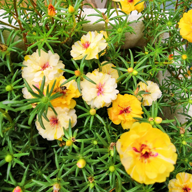 太陽(yáng)花<a href='http://m.zishuwang.com.cn/' target='_blank'>種子</a>