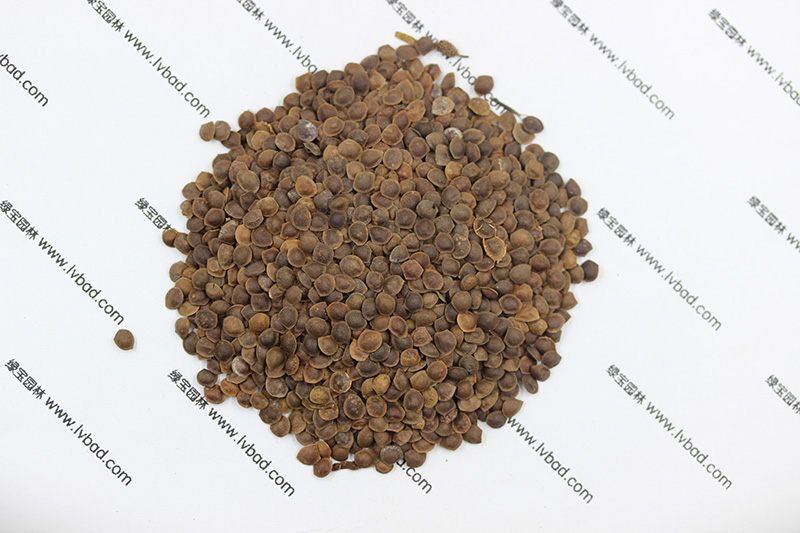 <a href='http://m.zishuwang.com.cn/caohuazhongzi/1058.html' target='_blank'>含羞草</a><a href='http://m.zishuwang.com.cn/' target='_blank'>種子</a>