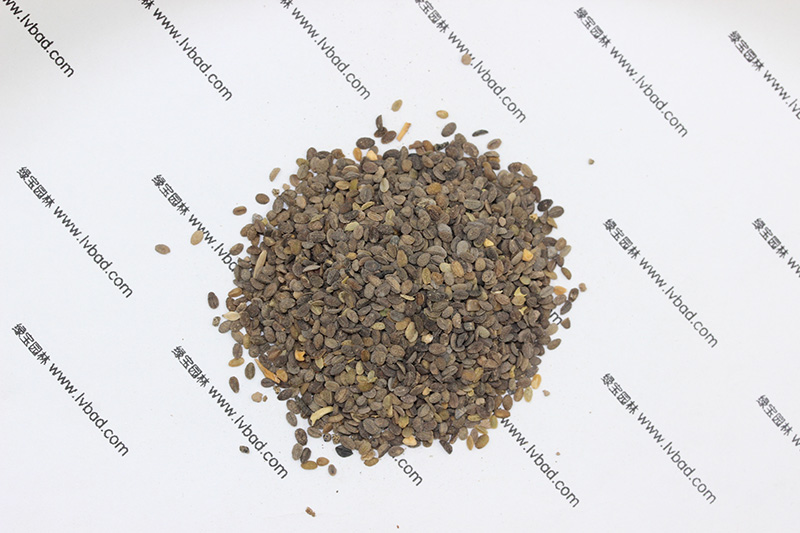 福祿考<a href='http://m.zishuwang.com.cn/' target='_blank'>種子</a>