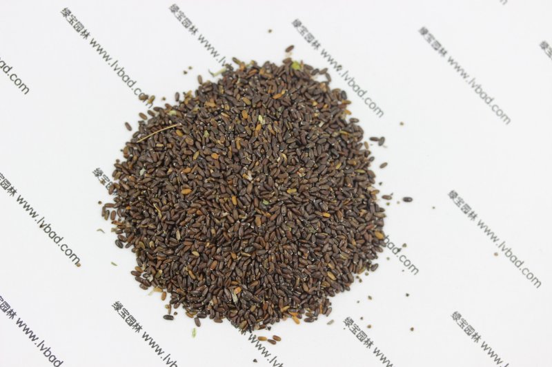 <a href='http://m.zishuwang.com.cn/caohuazhongzi/1645.html' target='_blank'>薰衣草</a><a href='http://m.zishuwang.com.cn/' target='_blank'>種子</a>