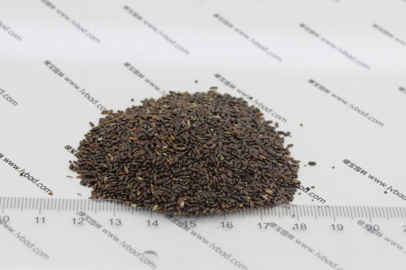 <a href='http://m.zishuwang.com.cn/caohuazhongzi/1645.html' target='_blank'>薰衣草種子</a>
