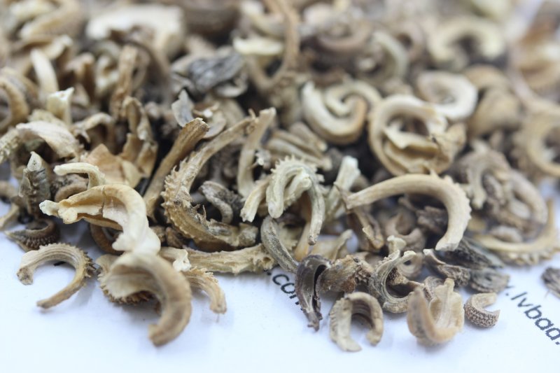 <a href='http://m.zishuwang.com.cn/caohuazhongzi/1571.html' target='_blank'>金盞菊</a><a href='http://m.zishuwang.com.cn/' target='_blank'>種子</a>圖片