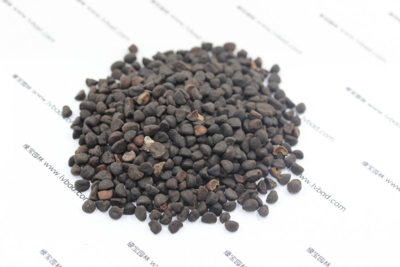 <a href='http://m.zishuwang.com.cn/caohuazhongzi/1613.html' target='_blank'>牽牛花</a><a href='http://m.zishuwang.com.cn/' target='_blank'>種子</a>