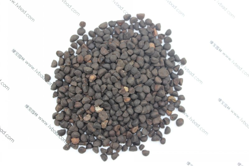 <a href='http://m.zishuwang.com.cn/caohuazhongzi/1613.html' target='_blank'>牽牛花種子</a>
