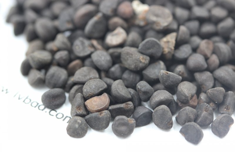<a href='http://m.zishuwang.com.cn/caohuazhongzi/1613.html' target='_blank'>牽牛花</a><a href='http://m.zishuwang.com.cn/' target='_blank'>種子</a>