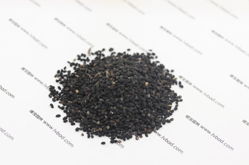 黑種草<a href='http://m.zishuwang.com.cn/' target='_blank'>種子</a>