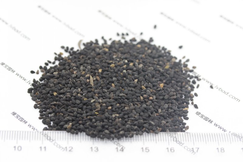 <a href='http://m.zishuwang.com.cn/caohuazhongzi/1061.html' target='_blank'>黑種草種子</a>