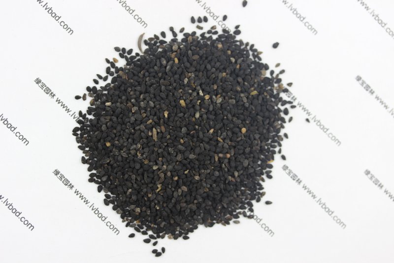 <a href='http://m.zishuwang.com.cn/caohuazhongzi/1061.html' target='_blank'>黑種草種子</a>