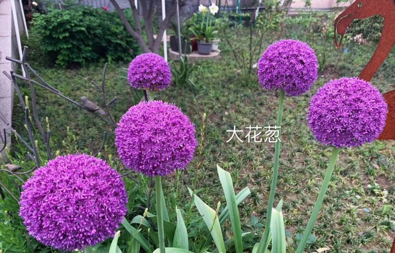 采收<a href='http://m.zishuwang.com.cn/caohuazhongzi/1035.html' target='_blank'>大花蔥種球</a>
