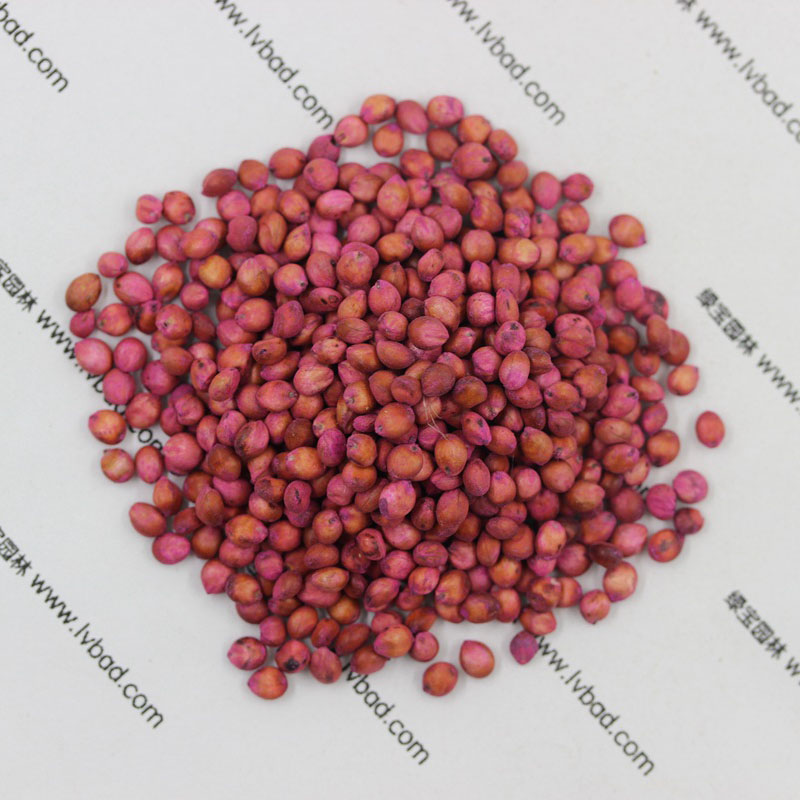<a href='http://m.zishuwang.com.cn/mucaozhongzi/4.html' target='_blank'>高丹草</a><a href='http://m.zishuwang.com.cn/' target='_blank'>種子</a>