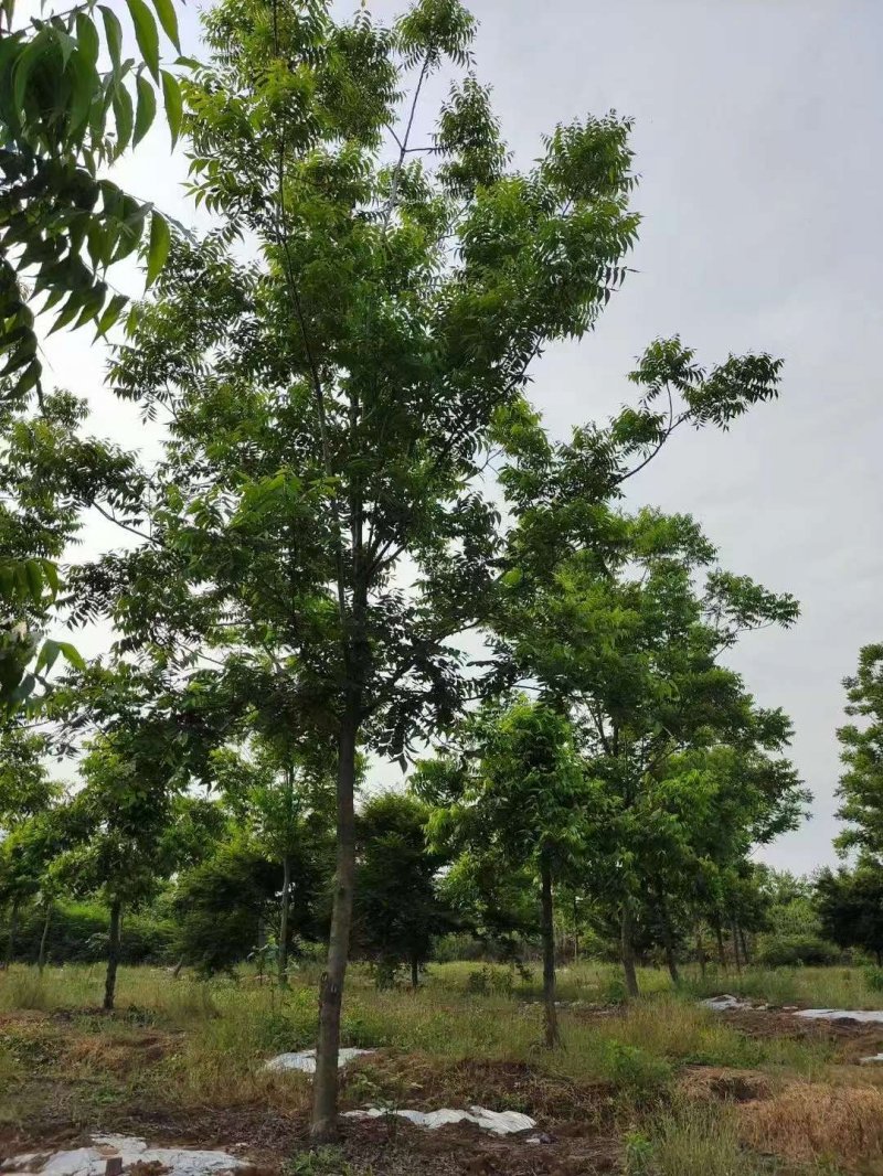 核<a href='http://m.zishuwang.com.cn/linmuzhongzi/1723.html' target='_blank'>桃樹</a>