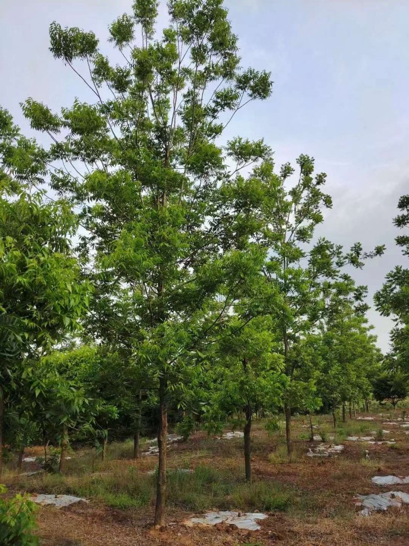 核<a href='http://m.zishuwang.com.cn/linmuzhongzi/1723.html' target='_blank'>桃樹</a>