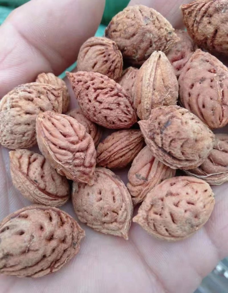 <a href='http://m.zishuwang.com.cn/guoshuzhongzi/1877.html' target='_blank'>毛桃種子</a>