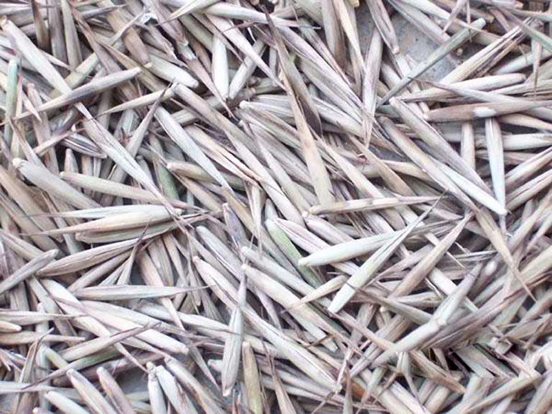 竹子<a href='http://m.zishuwang.com.cn/' target='_blank'>種子</a>