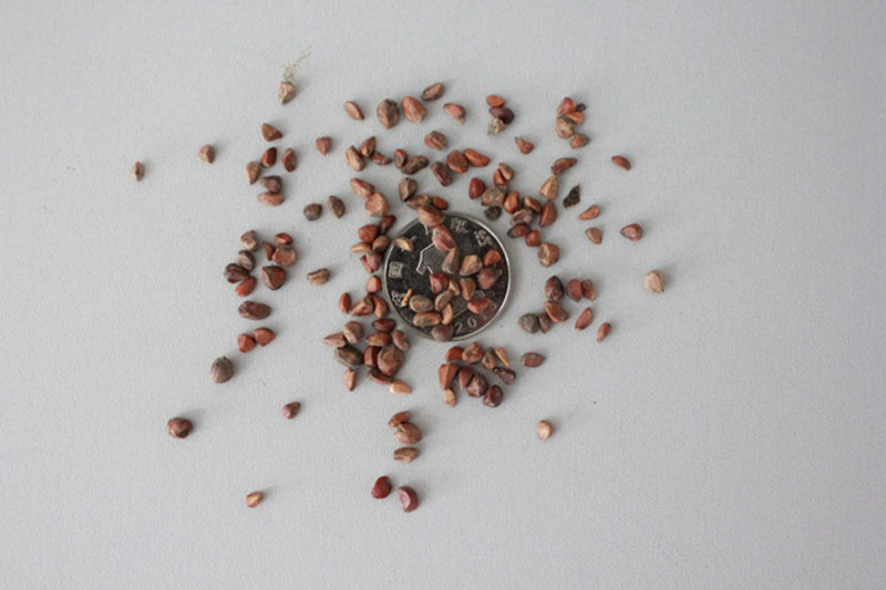 <a href='http://m.zishuwang.com.cn/linmuzhongzi/1700.html' target='_blank'>月季花種子</a>和一元硬幣對(duì)比圖片