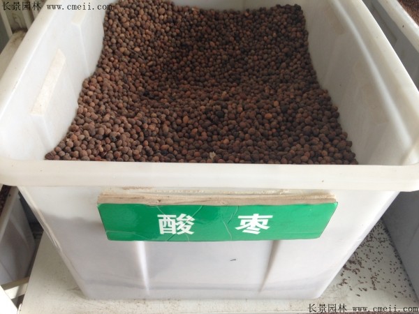 <a href='http://m.zishuwang.com.cn/guoshuzhongzi/1883.html' target='_blank'>酸棗</a><a href='http://m.zishuwang.com.cn/' target='_blank'>種子</a>圖片
