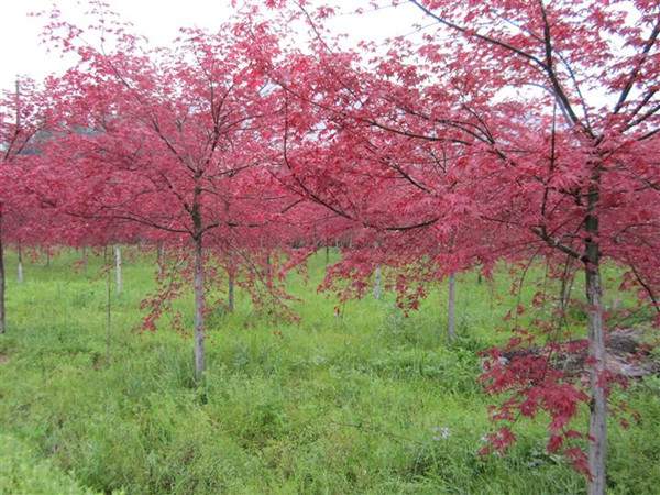 <a href='http://m.zishuwang.com.cn/linmuzhongzi/1726.html' target='_blank'>日本紅楓</a>--長景園林