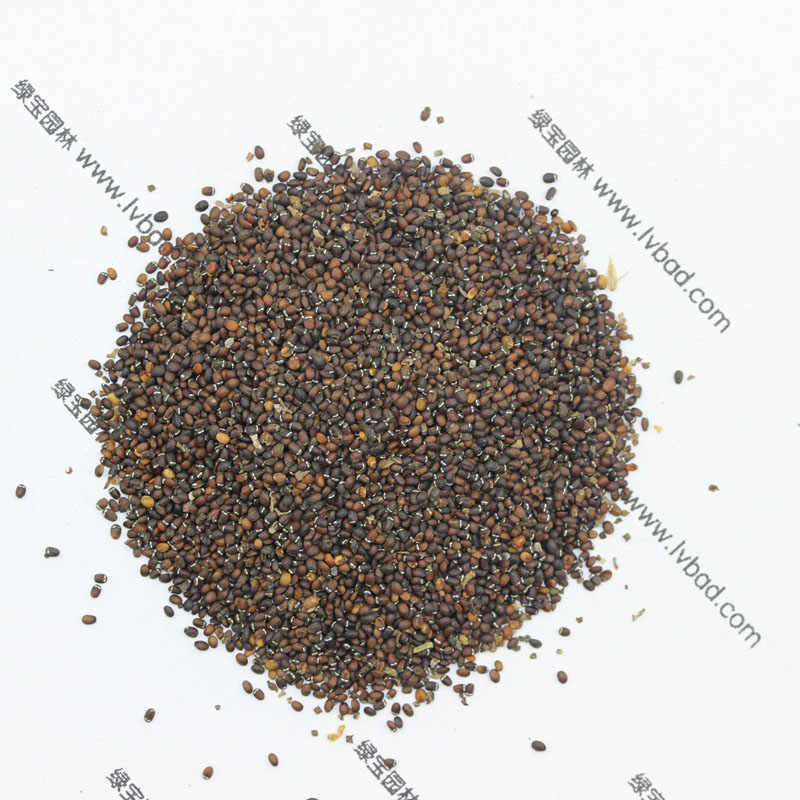 <a href='http://m.zishuwang.com.cn/caohuazhongzi/1023.html' target='_blank'>薄荷</a><a href='http://m.zishuwang.com.cn/' target='_blank'>種子</a>