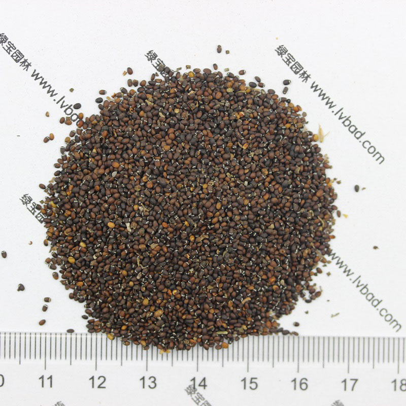 薄荷<a href='http://m.zishuwang.com.cn/' target='_blank'>種子</a>