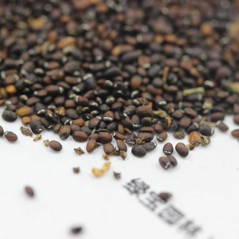 <a href='http://m.zishuwang.com.cn/caohuazhongzi/1023.html' target='_blank'>薄荷種子</a>