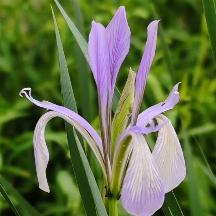 <a href='http://m.zishuwang.com.cn/caobenzhiwu/3383.html' target='_blank'>馬蘭花</a>杯苗容器苗