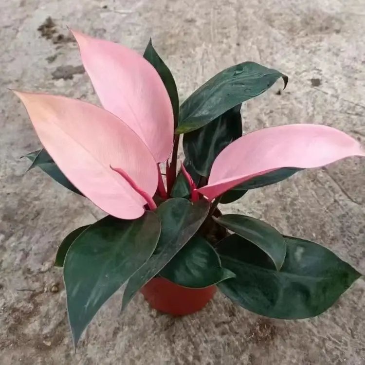 蔓<a href='http://m.zishuwang.com.cn/caohuazhongzi/1572.html' target='_blank'>錦葵</a>杯苗容器苗