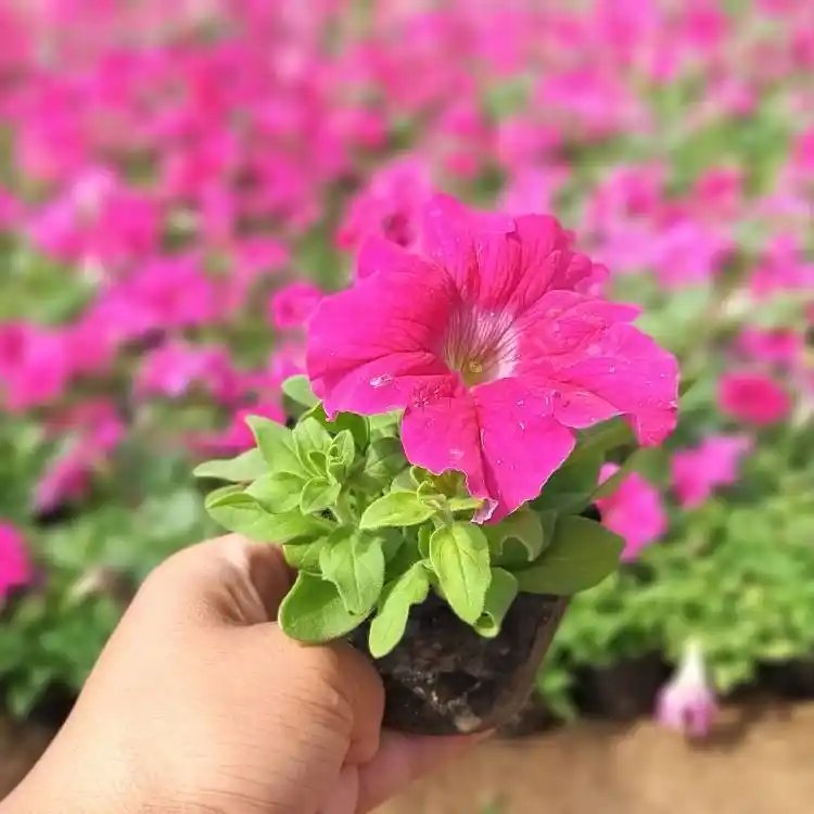 玫紅<a href='http://m.zishuwang.com.cn/caohuazhongzi/1613.html' target='_blank'>牽牛花</a>杯苗容器苗