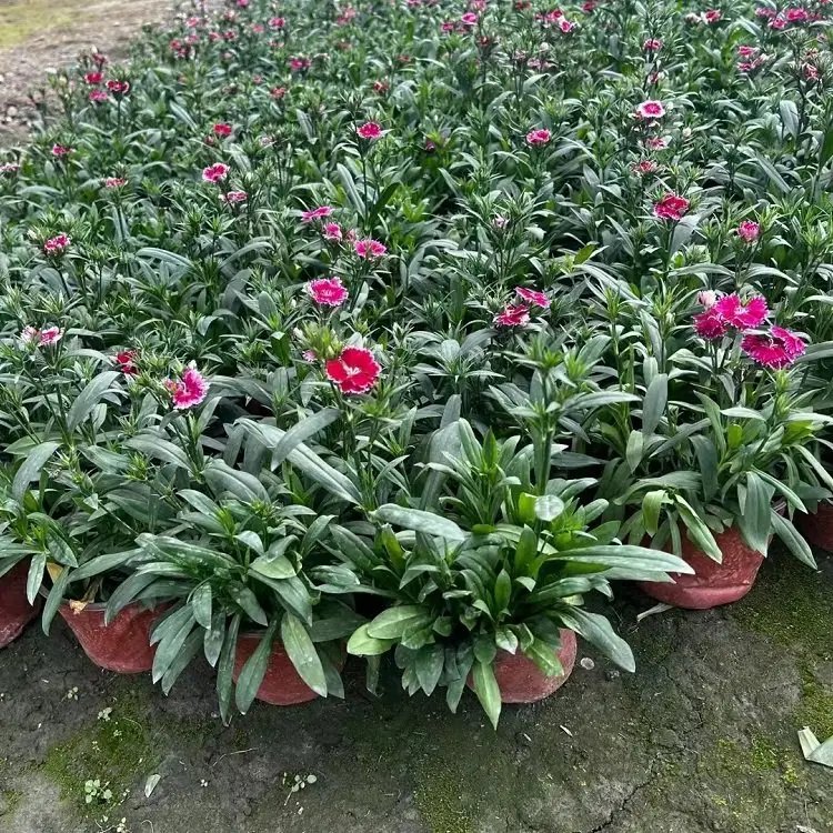 美國<a href='http://m.zishuwang.com.cn/caohuazhongzi/97045.html' target='_blank'>石竹</a>杯苗容器苗